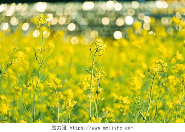 春天春季三月福州花海公园的油菜花